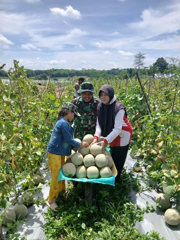 Sertu Jaenal Panani Babinsa 426-04 BA Terjun Langsung Bantu Warga Binaan Panen Melon